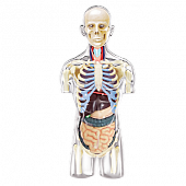 Купить объемную анатомическую модель торса человека