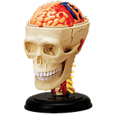 Анатомическая модель черепа человека купить