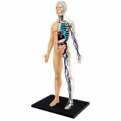 Купить объемную анатомическую модель человека